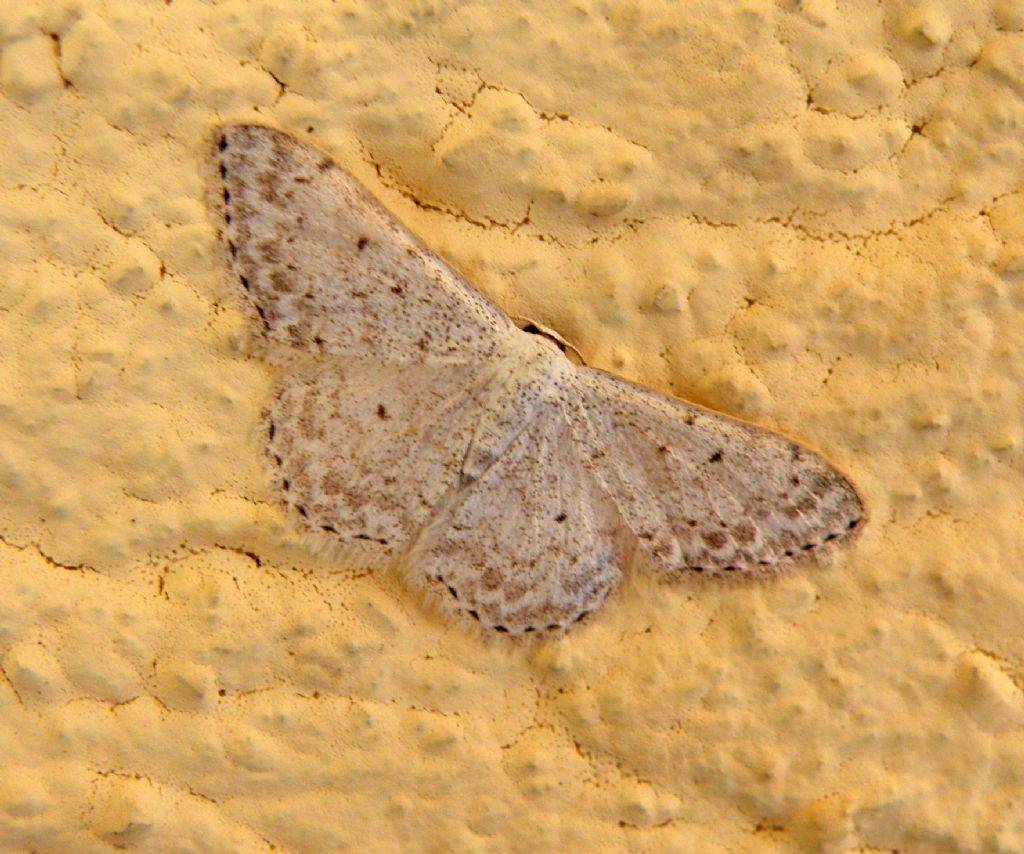 Idaea seriata?